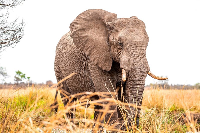 African elephant (Loxodonta africana), adult, animal portrait, Kruger National Park, South Africa