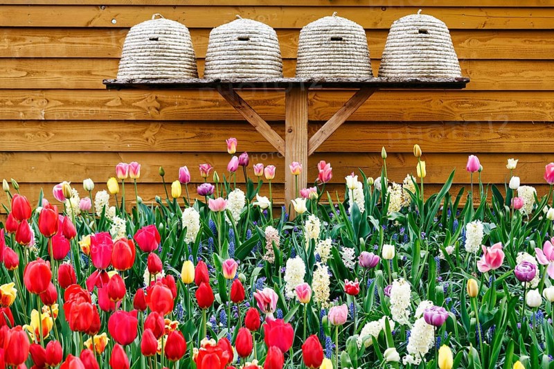 Different coloured tulips (Tulipa), colourful tulip bed, beehives, Keukenhof gardens, Lisse, Bollenstreek, South Holland, Netherlands