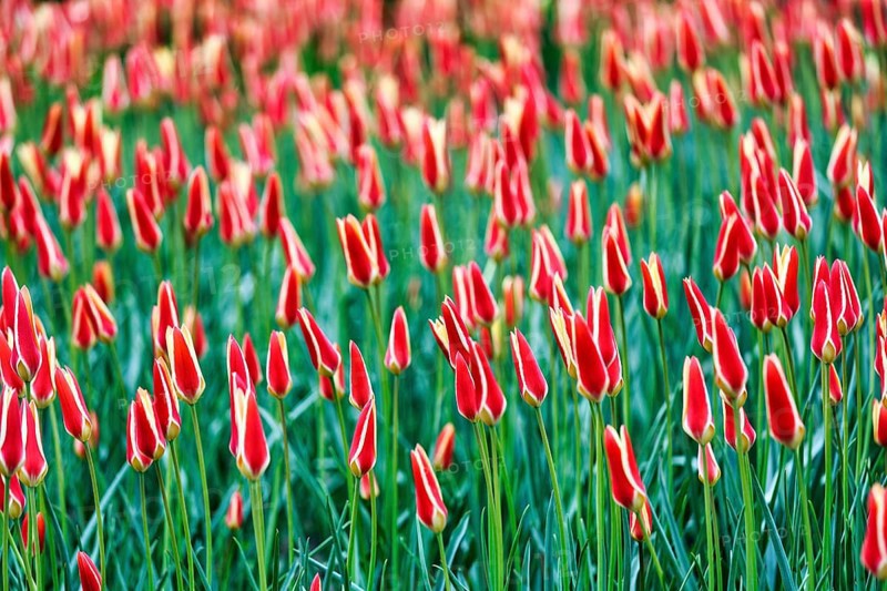 Tulipa polychroma (Tulipa), colourful tulip bed, Keukenhof gardens, Lisse, Bollenstreek, South Holland, Netherlands