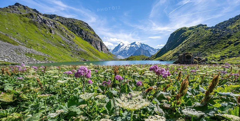 Sea of flowers at a mountain lake with view of mountain peaks, Lac du Louvie with summit Grand Combine, Valais Alps, Val de Bagnes, Valais, Switzerland