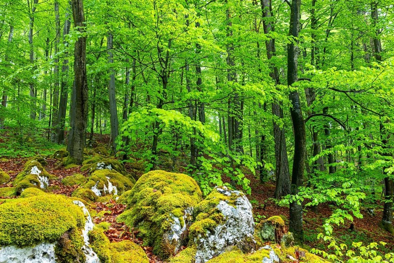 Beech (Fagus), beech family (Fagaceae), forest, fresh green, limestone, rock, Leibertingen, Upper Danube nature park Park, Baden-Württemberg, Germany