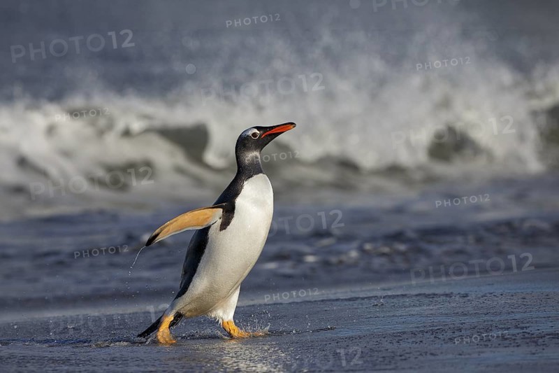 Gentoo Penguin (Pygoscelis papua) emerging from the surf, Sea Lion Island, Falkland Islands