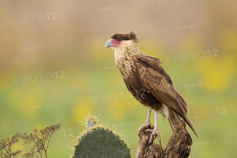 Northern Crested Caracara (Caracara cheriway) juvenile, Texas, USA