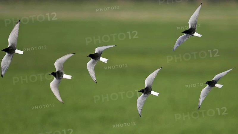 White-winged Tern (Chlidonias leucopterus) flock flying, Brandenburg, Germany
