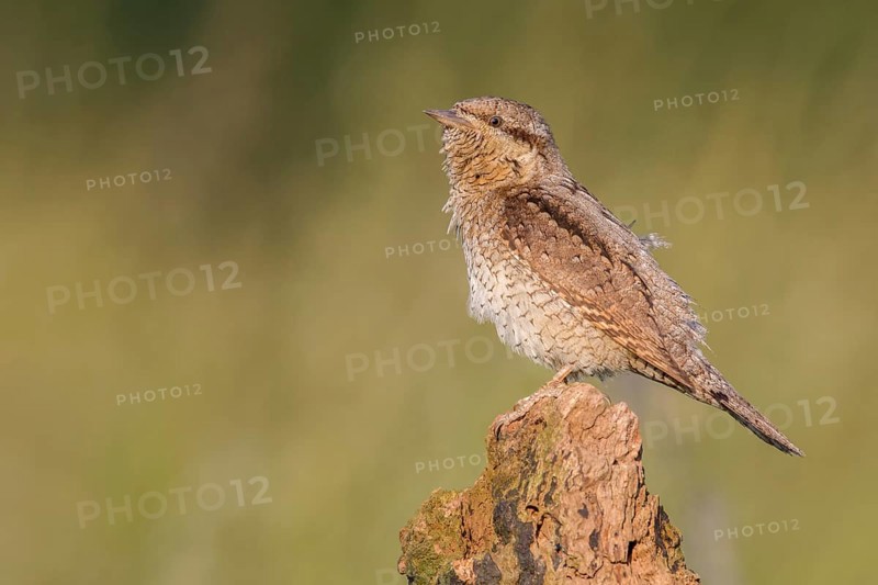 Eurasian Wryneck (Jynx torquilla) perched on a stump, Poland