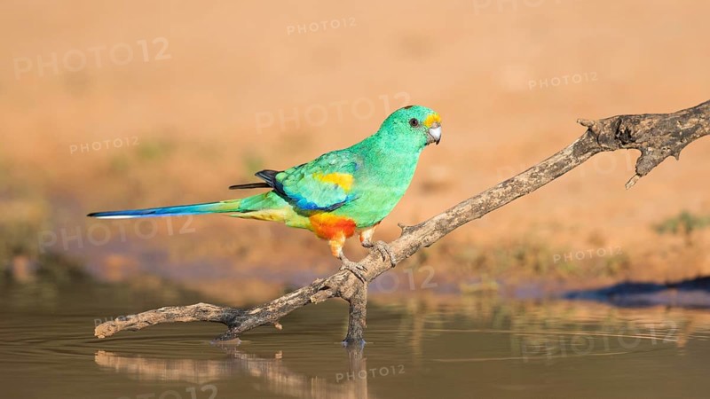 Mulga Parrot (Psephotellus varius) male perched on a branch at a waterhole, Queensland, Australia