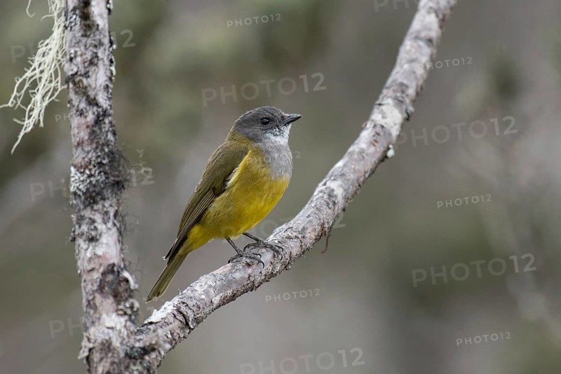 Lorentz's Whistler (Pachycephala lorentzi) perched on a branch, West Papua, Indonesia