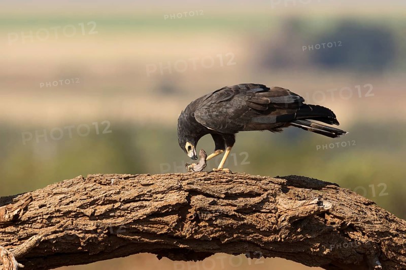 Kaalkopkiekendief met prooi, african harrier hawk with prey