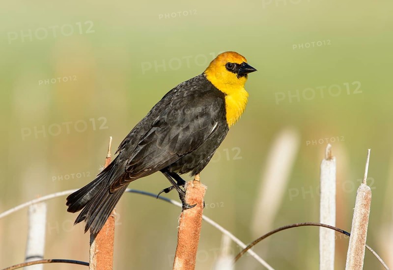 Yellow-headed Blackbird (Xanthocephalus xanthocephalus) male, British Columbia, Canada