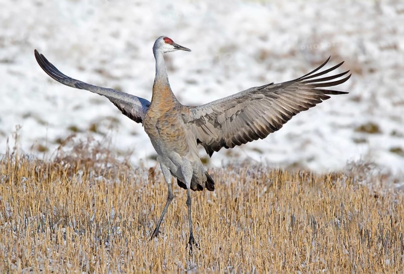 A Sandhill Crane, Grus canadensis, displaying in a field, near Saskatoon Saskatchewan