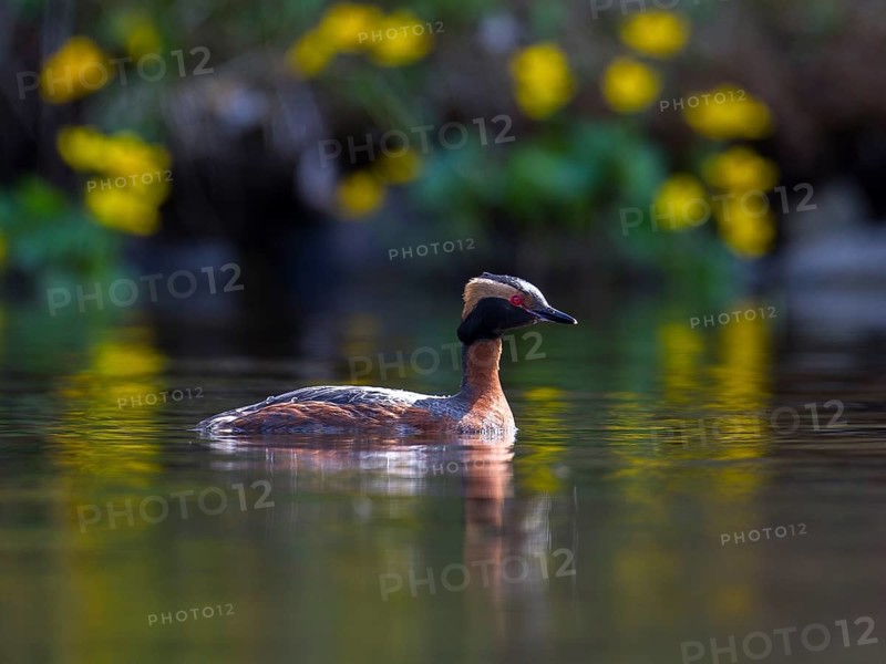 Horned Grebe (Podiceps auritus), Sweden
