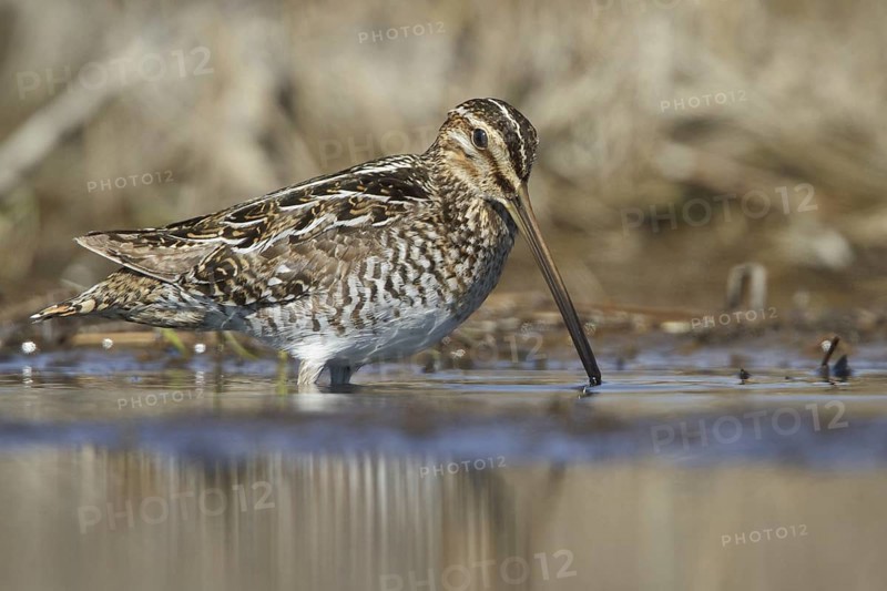 Wilson's Snipe (Gallinago delicata), Manitoba, Canada