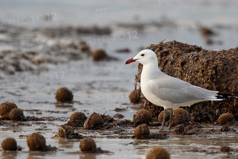 Audouin's Gull (Ichthyaetus audouinii), Mallorca, Spain