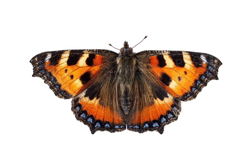 Small Tortoiseshell (Aglais urticae), on white background, Galicia, Spain