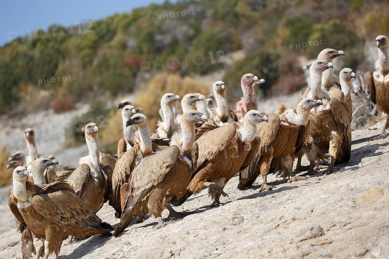 Griffon Vulture (Gyps fulvus) group, Spain