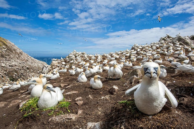 Northern Gannet (Morus bassanus) colony, Saltee Islands, Ireland