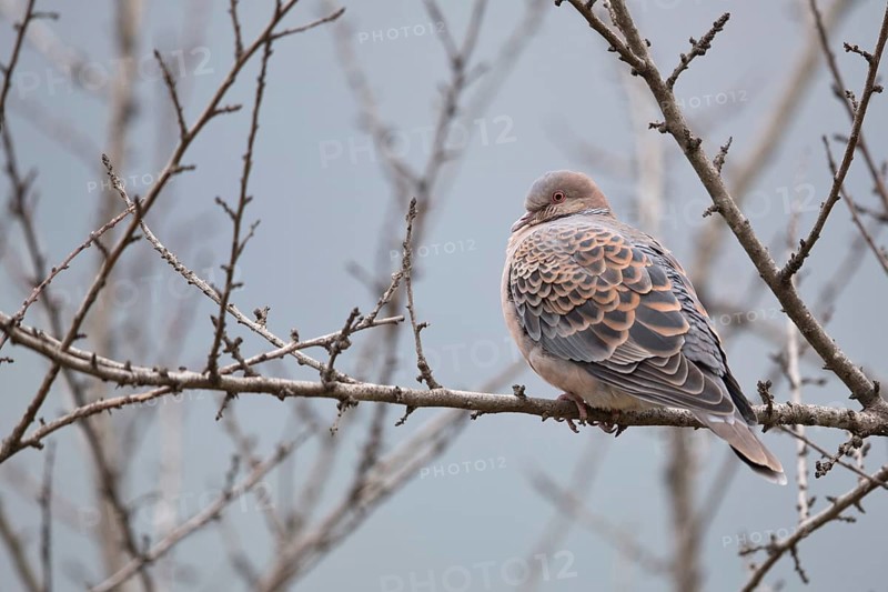 Oriental Turtle Dove (Streptopelia orientalis meena) perched on a branch, Trashigang, Bhutan