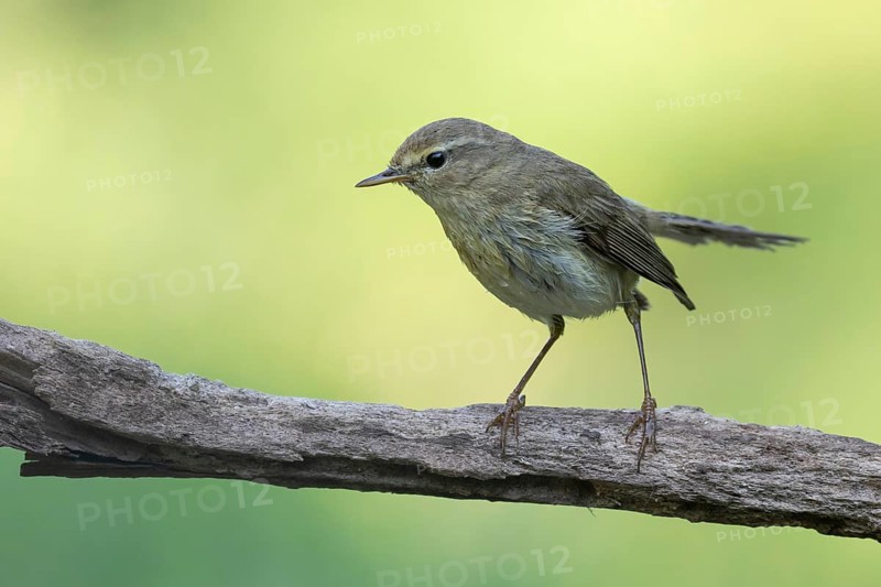 Common Chiffchaff (Phylloscopus collybita) perched on a branch, Lower Saxony, Germany
