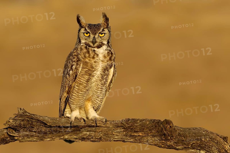Great Horned Owl (Bubo virginianus), Texas, USA