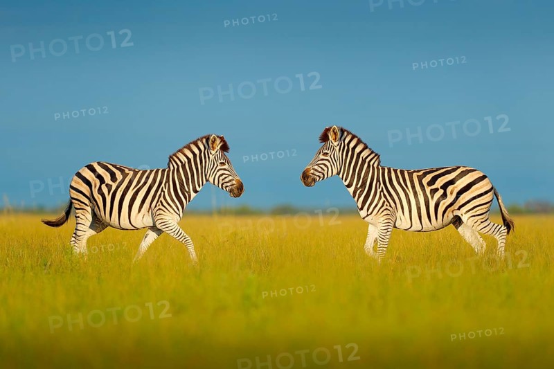 Zebra with blue storm sky. Burchell's zebra, Equus quagga burchellii, Nxai Pan National Park, Botswana, Africa. Wild animal on the green meadow. Wildlife nature