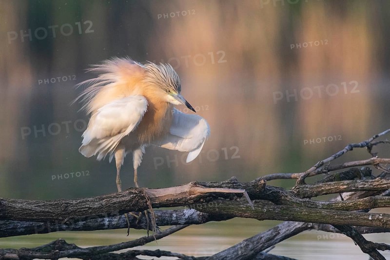 Squacco Heron (Ardeola ralloides), Subotica, Serbia