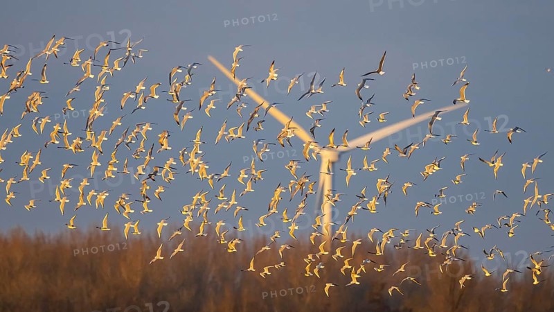 Black-headed Gull (Chroicocephalus ridibundus) large group in flight near a wind turbine, Netherlands