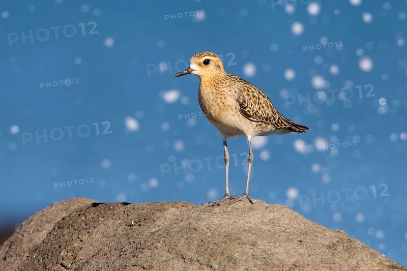 Pacific Golden Plover (Pluvialis fulva), Victoria, Australia