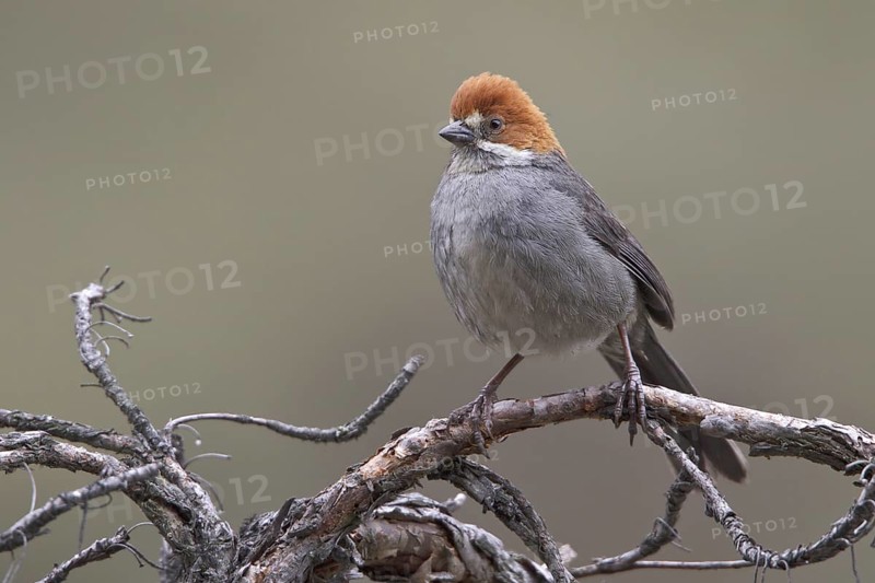 Rufous-eared Brushfinch (Atlapetes rufigenis), Central Highlands, Peru