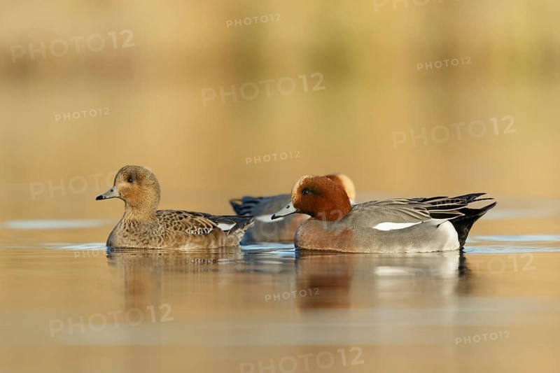 Eurasian Wigeon males swimming arround female in golden hour from low point of view in the Reeuwijkse plassen Netherlands
