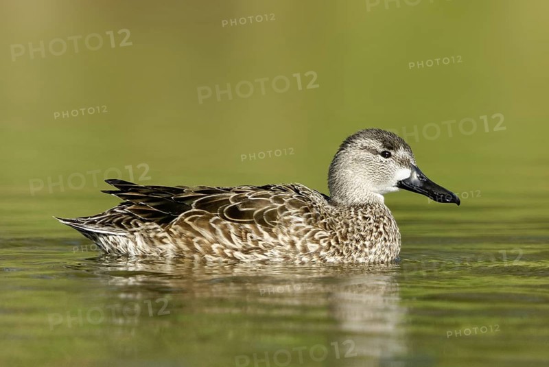 Blue-winged Teal (Spatula discors) female, Arizona, USA