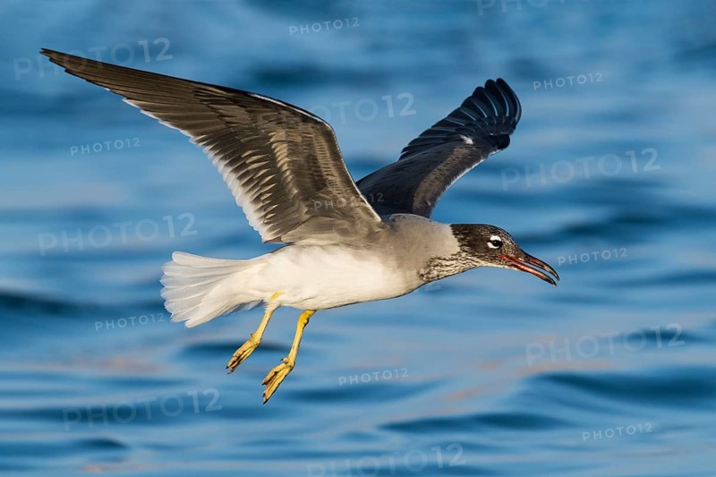 White-eyed Gull (Ichthyaetus leucophthalmus) flying, Eilat, Israel