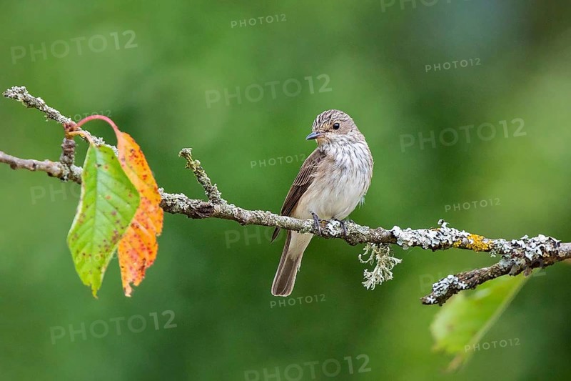 Spotted Flycatcher (Muscicapa striata) perched on a branch, Baden-Wuerttemberg, Germany