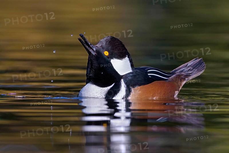 Hooded Merganser (Lophodytes cucullatus) male, British Columbia, Canada