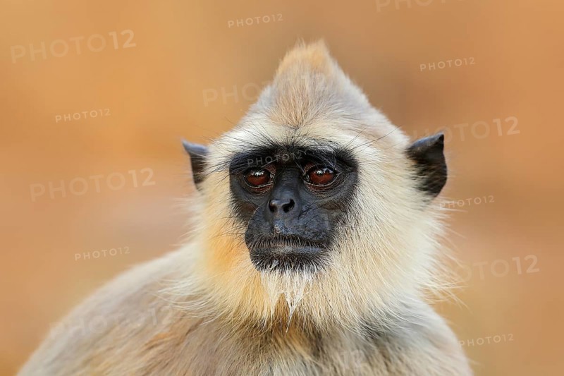 Common Langur, Semnopithecus entellus, monkey sitting in grass, nature habitat, Sri Lanka. Feeding scene with langur. Wildlife of Sri Lanka. Monkey in nature habitat, clear background and foreground