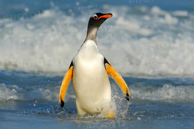 Bird in the water. Gentoo penguin jumps out of the blue water while swimming through the ocean in Falkland Island, bird in the nature sea habitat. Wildlife scene in the nature