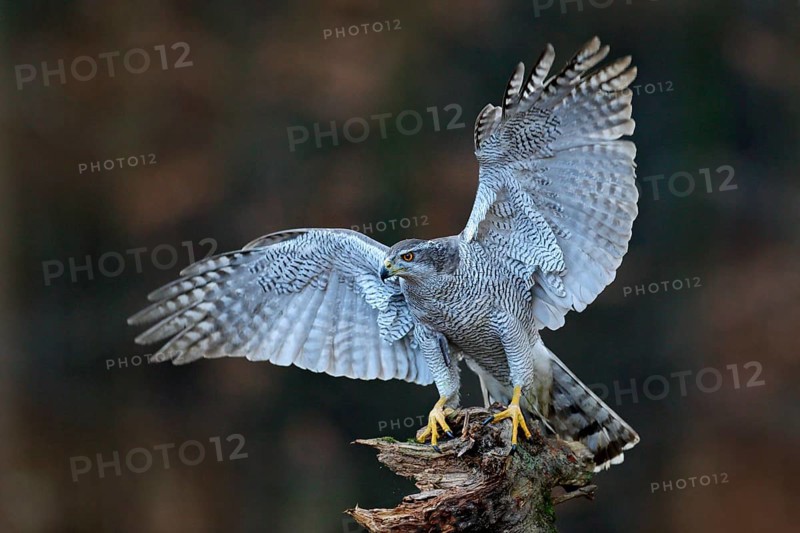 Goshawk flying, bird of prey with open wings with evening sun back light, nature forest habitat, Czech. Wildlife scene from autumn nature. Bird fly landing pn tree trunk in orange vegetation