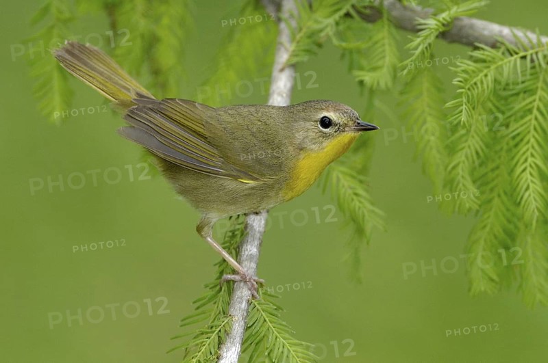 Common Yellowthroat (Geothlypis trichas), Texas, USA