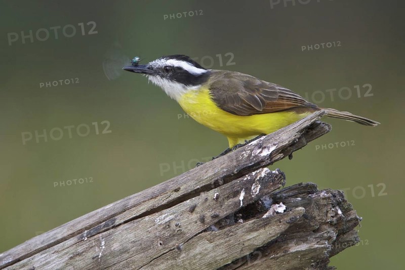 Lesser Kiskadee (Philohydor lictor), Manu National Park, Peru
