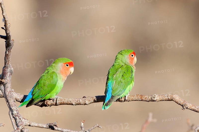 Rosy-faced Lovebird (Agapornis roseicollis), Namibia