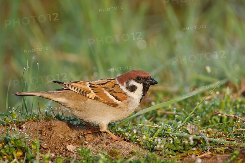 Eurasian Tree Sparrow (Passer montanus), Baden-Wuerttemberg, Germany