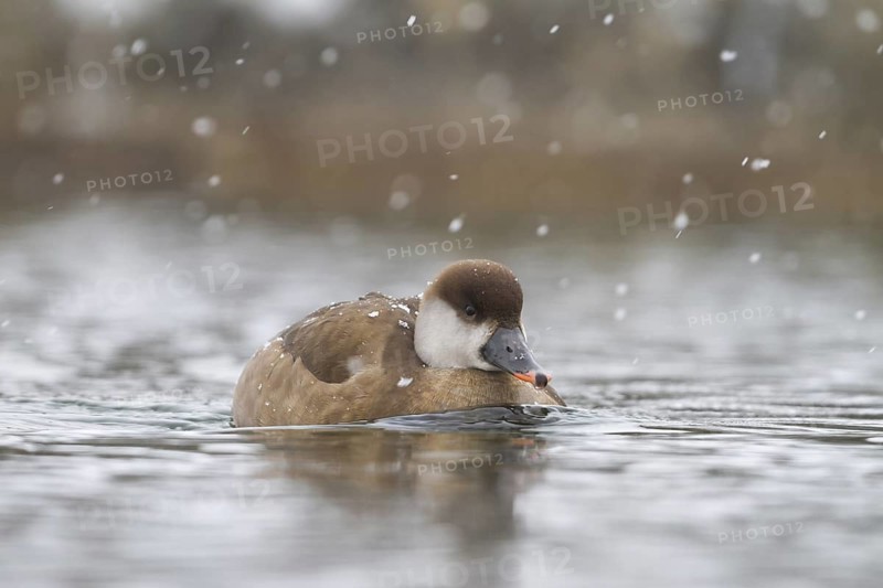 Red-crested Pochard (Netta rufina) female, Bavaria, Germany