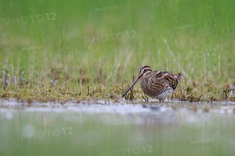 Common Snipe (Gallinago gallinago) foraging, North Rhine-Westphalia, Germany