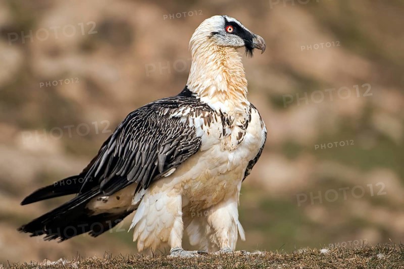 Bearded Vulture (Gypaetus barbatus), Catalonia, Spain