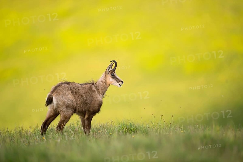 Chamois (Rupicapra rupicapra) adult standing in alpine meadow, France