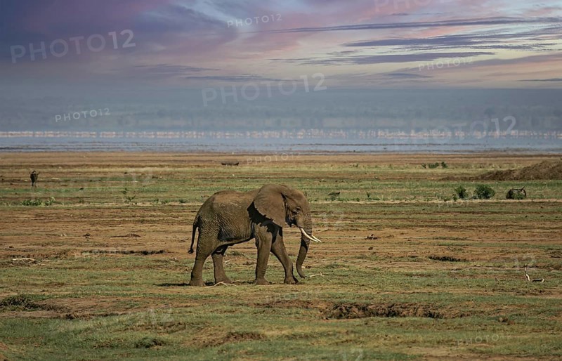 African elephant (Loxodonta africana) lonely elephant bull in savanna, Serengeti National Park; Tanzania