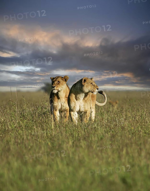 Löwe (Panthera leo) zwei Weibchen zusammen in Savanne im Sonnenuntergang, Serengeti, Tansania | African Lion (Panthera leo) two females huddling together in savanna during sunset, Serengeti National Park; Tanzania