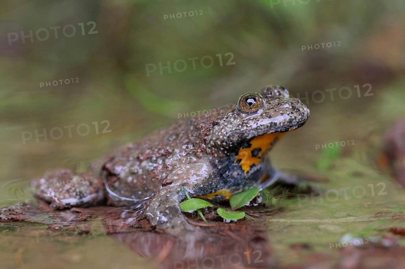 Yellow-bellied Toad (Bombina variegata) adult sitting in puddle, North Rhine-Westphalia, Germany