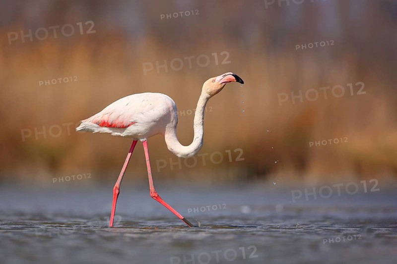 Greater Flamingo, Phoenicopterus ruber, beautiful pink big bird in dark blue water, with evening sun, reed in the background, animal in the nature habitat, Italy. Wild Europe
