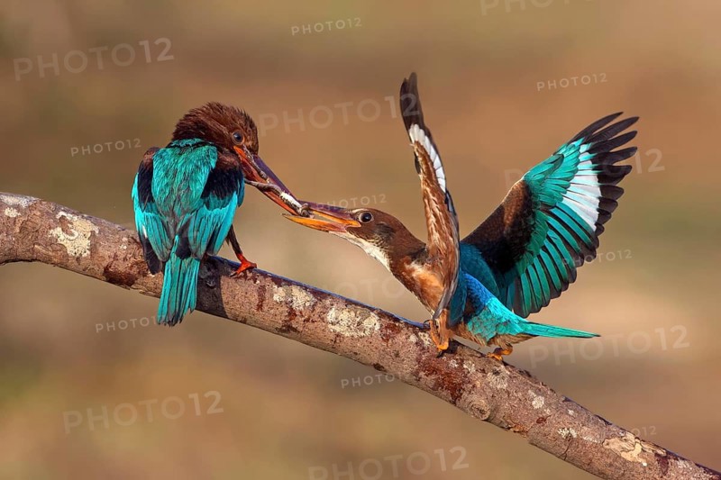 White-throated Kingfisher (Halcyon smyrnensis) feeding juvenile, Malaysia