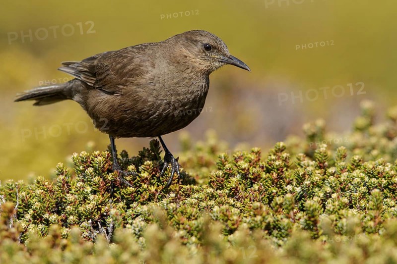 Blackish (Tussock Bird) Cincloides (Cinclodes antarcticus) on the ground in the Falkland Islands